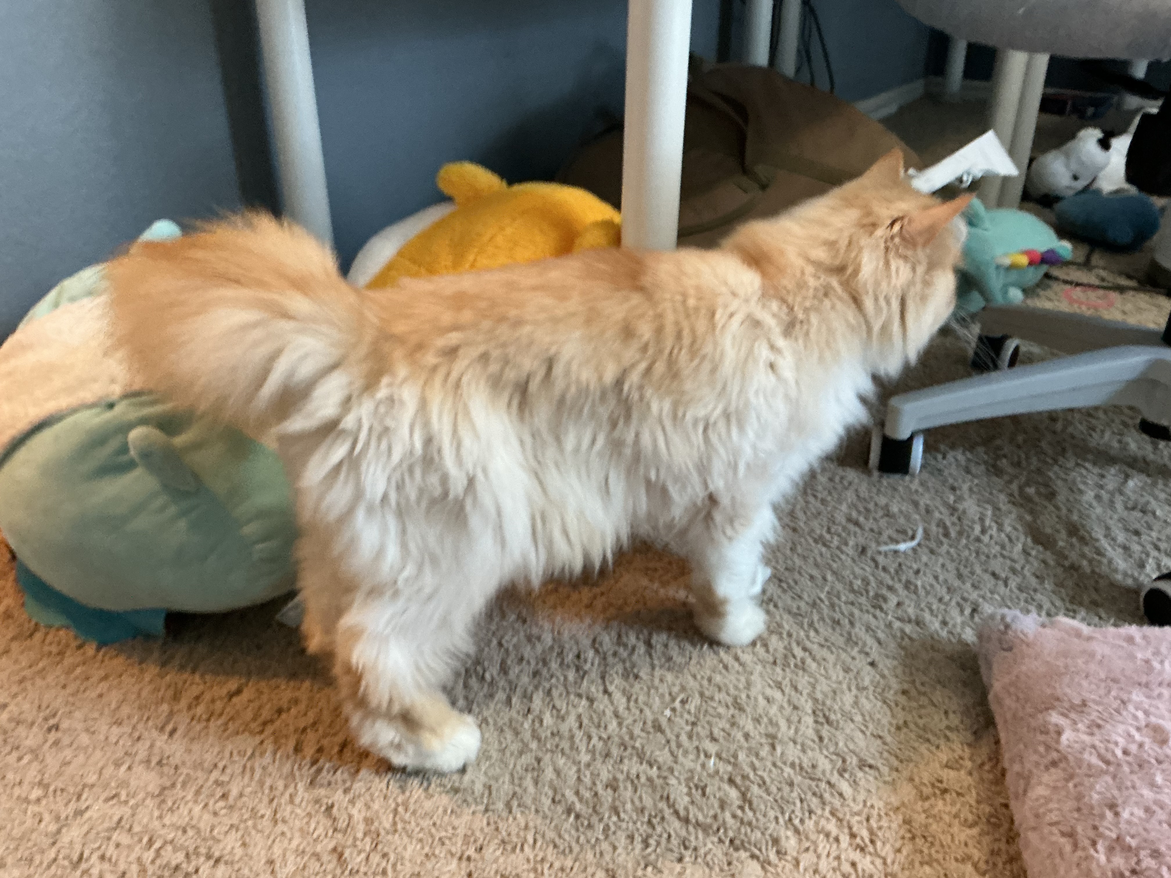 Pasta standing
