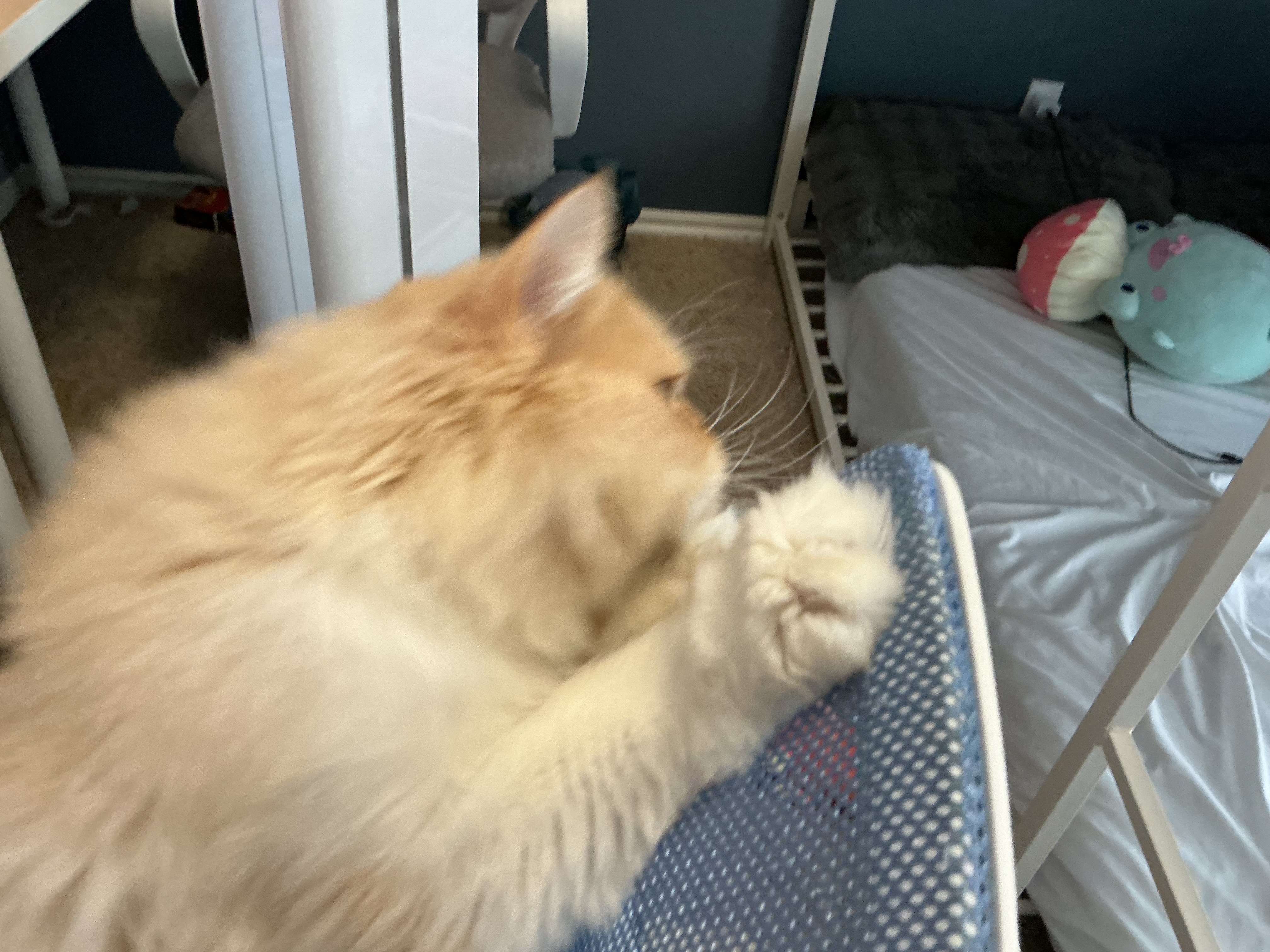 Pasta toe beans