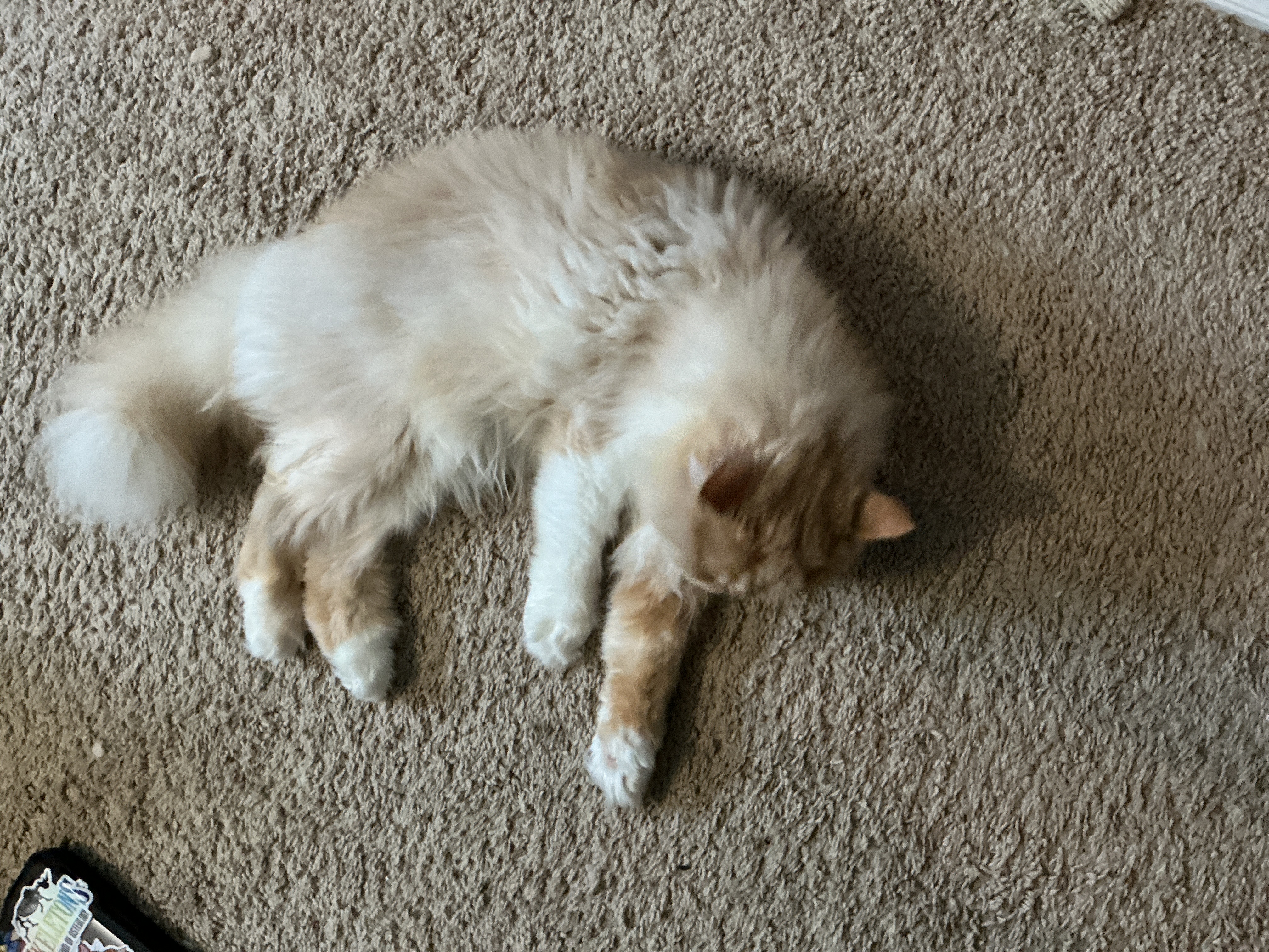 Pasta carpet nap